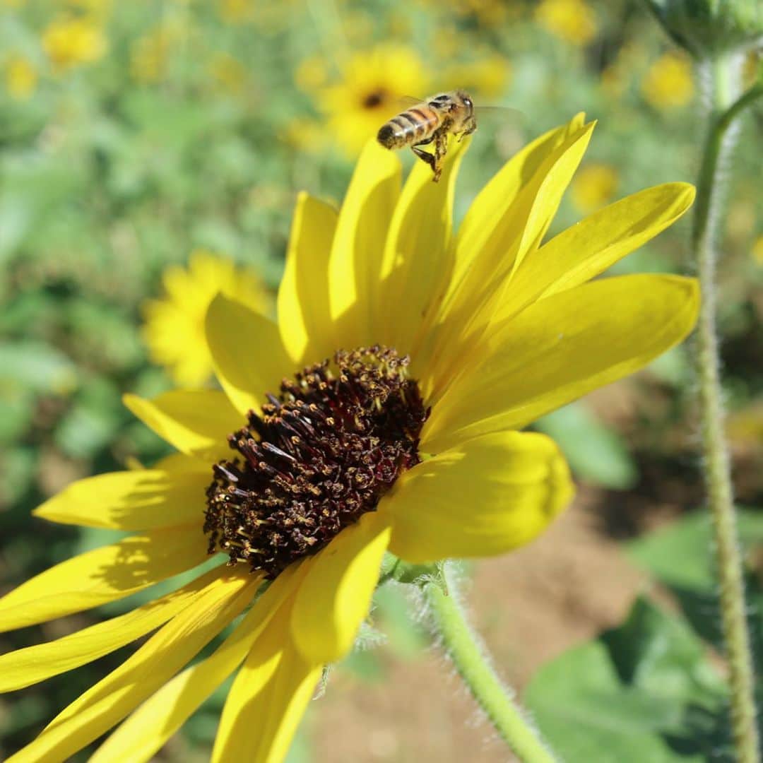 福山唯さんのインスタグラム写真 - (福山唯Instagram)「🌻ひまわり畑に行ってきたよ🌻 . .  少し丈の低いひまわり🌻💗 向日葵って見てるだけでとってもhappyな気持ちになるっ♫ 明るい黄色も太陽に向かってのびるところも、、、可愛くて大好き🐥✨ . . すっごく暑かったけど楽しかったなぁ💗 . . 台風が心配ですね🥺💦 気をつけてください♡  #sunflower #yellow #sun #summer #summervacation #japan #ひまわり畑 #ひまわり #向日葵 #夏休み #るんるん 💛」8月14日 17時56分 - yuifukuyama