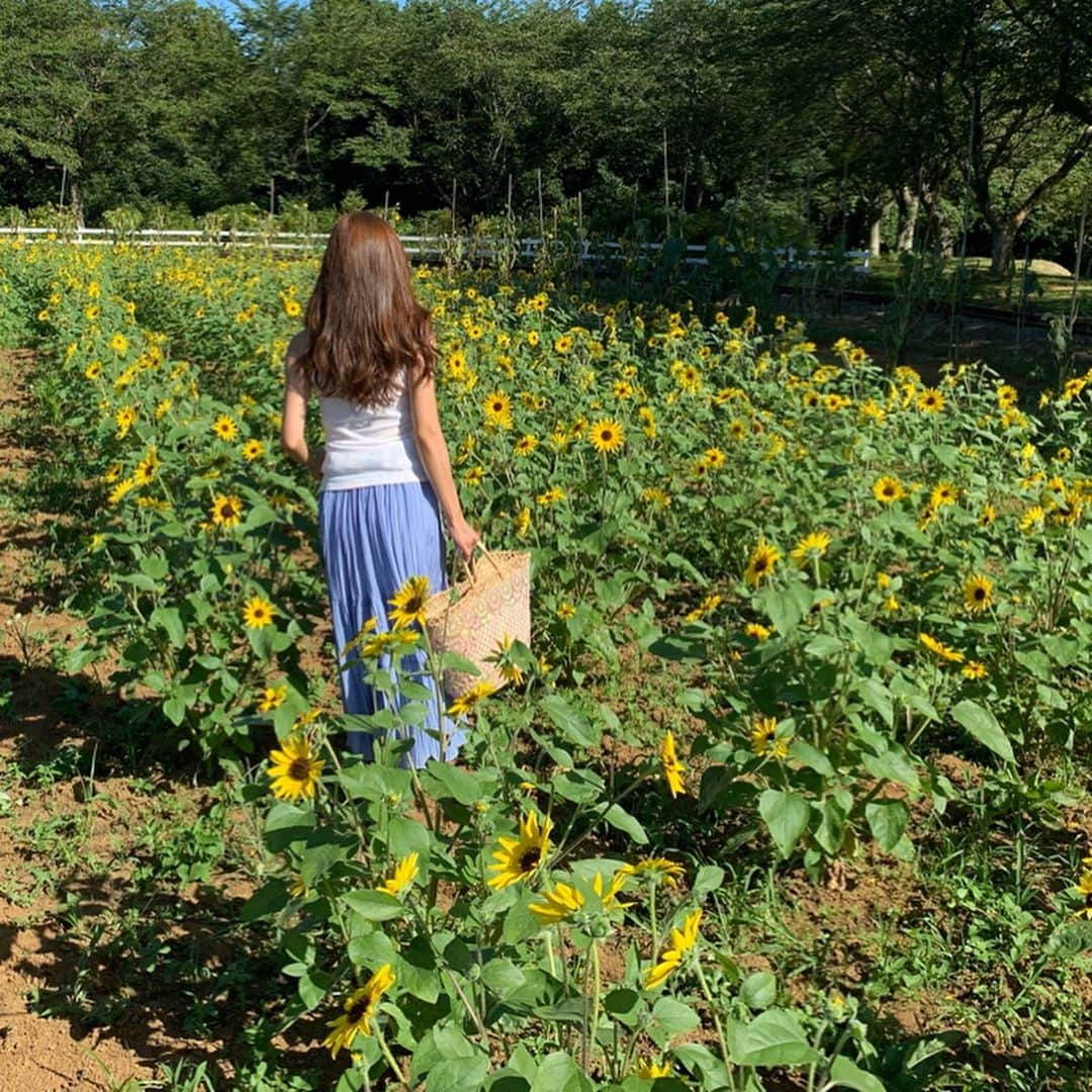 福山唯さんのインスタグラム写真 - (福山唯Instagram)「🌻ひまわり畑に行ってきたよ🌻 . .  少し丈の低いひまわり🌻💗 向日葵って見てるだけでとってもhappyな気持ちになるっ♫ 明るい黄色も太陽に向かってのびるところも、、、可愛くて大好き🐥✨ . . すっごく暑かったけど楽しかったなぁ💗 . . 台風が心配ですね🥺💦 気をつけてください♡  #sunflower #yellow #sun #summer #summervacation #japan #ひまわり畑 #ひまわり #向日葵 #夏休み #るんるん 💛」8月14日 17時56分 - yuifukuyama