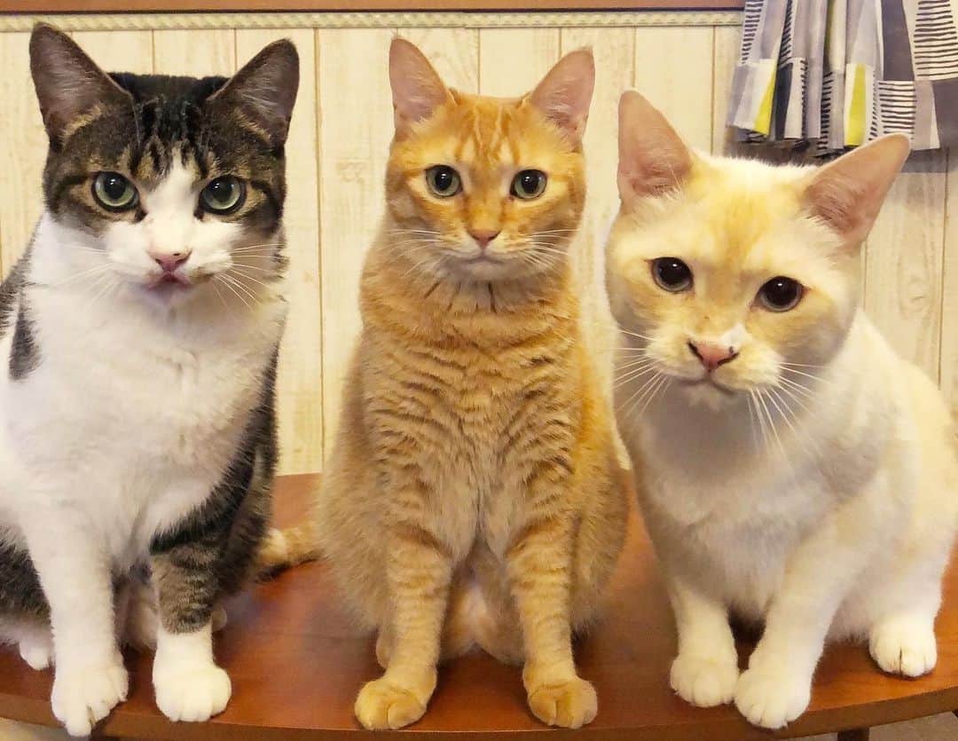 marimon0703__さんのインスタグラム写真 - (marimon0703__Instagram)「来客があると猫たちは避難…笑) 帰ったら続々出てきておやつ待ち😹  #ごまときなことソルト」8月14日 18時01分 - marimon0703__