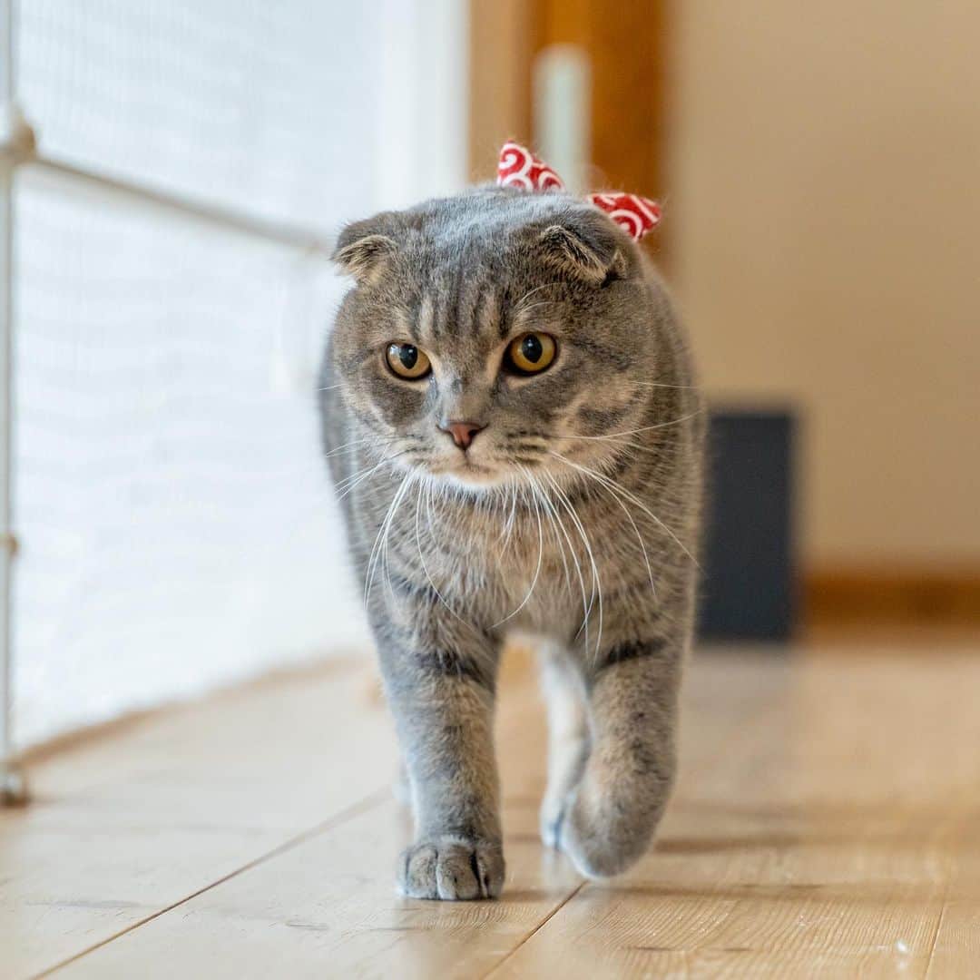 マアルのインスタグラム：「わさびさん #🐈 #猫好きさんと繋がりたい #北海道 #旭川市 #猫ホテル」
