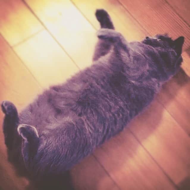 チキン南蛮カレーのルウ王子のグルメインスタ