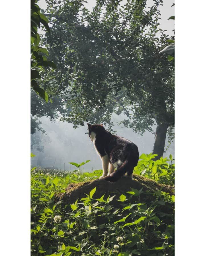 NEKOくらぶさんのインスタグラム写真 - (NEKOくらぶInstagram)「|| 百獣のニャー🐈⠀ *⠀ Facebookから、佐藤 鷹之さんの作品ですにゃ（＝ΦωΦ＝）⠀ *⠀ 投稿いただいたURL⠀ https://www.facebook.com/photo.php?fbid=2095676363909872⠀ *⠀ いいね！＆コメント大歓迎！！⠀ *⠀ #nekoclub #NEKOくらぶ #Japan #Photo #写真 #日本 #cat #ネコ #ねこ #猫 ⠀ Follow: @nekoclub_jpn⠀ *⠀ ▼【廣済堂出版共同企画】NEKOくらぶの皆さまとつくる「NEKOくらぶ写真集」、発売中♪（＝ΦωΦ＝）⠀ ※詳細は本アカウント「 @nekoclub_jpn 」のプロフィールに固定しているハイライトから」8月14日 10時00分 - nekoclub_jpn