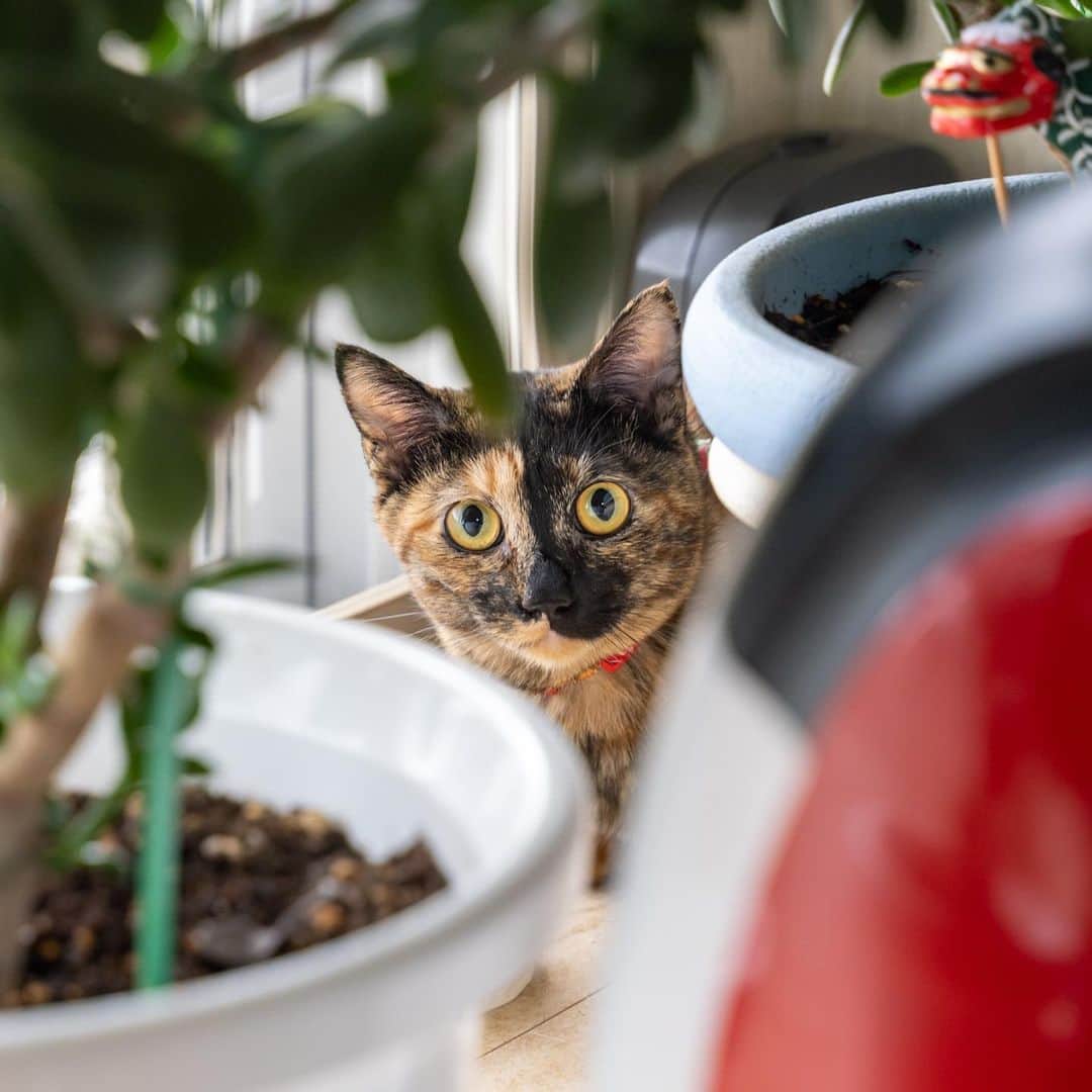 マアルのインスタグラム：「ふくさん #🐱 #猫好きさんと繋がりたい #北海道 #旭川 #サビ猫 #ペットシッター」
