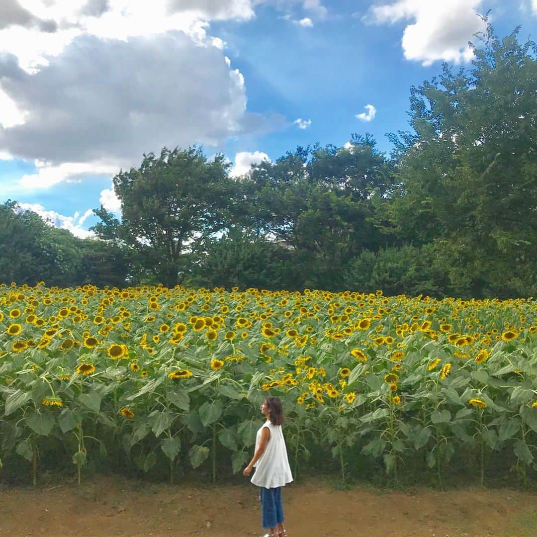 立花このみさんのインスタグラム写真 - (立花このみInstagram)「. ひまわり畑🌻 たくさんパワーをもらった♡ 自分より背たかーい!!! . 季節のお花って なんでこんなに感動するんだ って思うけれど 1年に一回しか咲かないから なんだろうなぁ☺️ ありがとう、ひまわりさん🌻 . . #国営昭和記念公園 #花の丘 #ひまわり #ひまわり畑 #tokyo #東京ひまわり畑 #立川 #夏 #sunflower #sunflowers #向日葵 #🌻 #flower #instagood #instalike #followme」8月14日 10時25分 - avilla_konomi