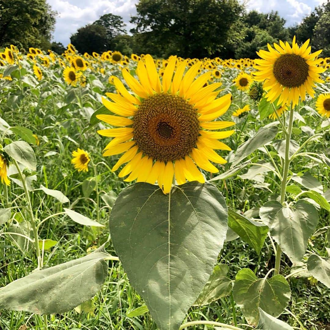 立花このみさんのインスタグラム写真 - (立花このみInstagram)「. ひまわり畑🌻 たくさんパワーをもらった♡ 自分より背たかーい!!! . 季節のお花って なんでこんなに感動するんだ って思うけれど 1年に一回しか咲かないから なんだろうなぁ☺️ ありがとう、ひまわりさん🌻 . . #国営昭和記念公園 #花の丘 #ひまわり #ひまわり畑 #tokyo #東京ひまわり畑 #立川 #夏 #sunflower #sunflowers #向日葵 #🌻 #flower #instagood #instalike #followme」8月14日 10時25分 - avilla_konomi