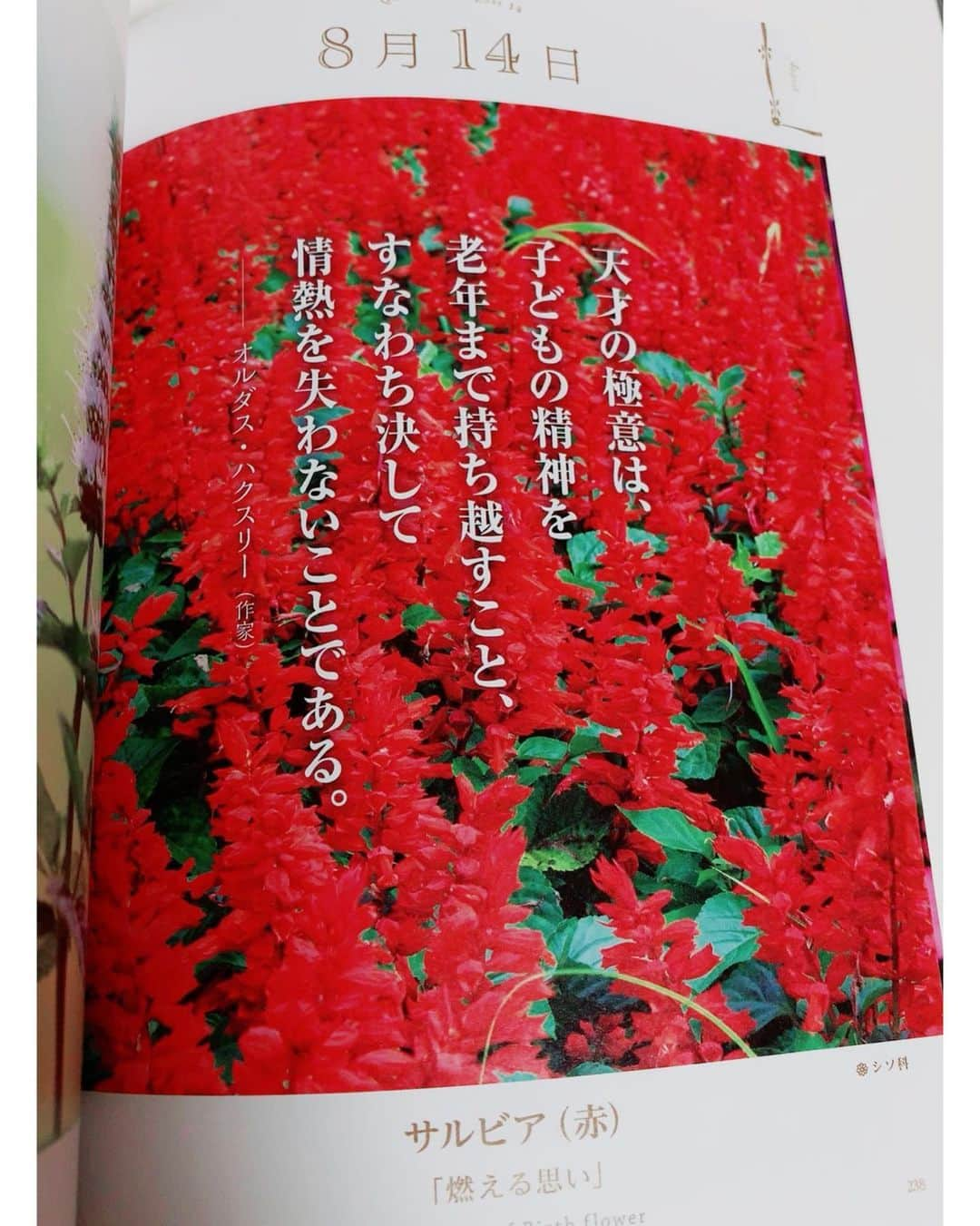 伶美うららさんのインスタグラム写真 - (伶美うららInstagram)「お花が好きな私にとって、 毎日出かける前に本を見るのが楽しみな一冊です♡ . 本日の花言葉はサルビアの「燃える思い」 素敵な文章が載っていました。 . #花言葉 #サルビア #今日も一日 #頑張りましょう ‼︎」8月14日 10時37分 - urara_reimi