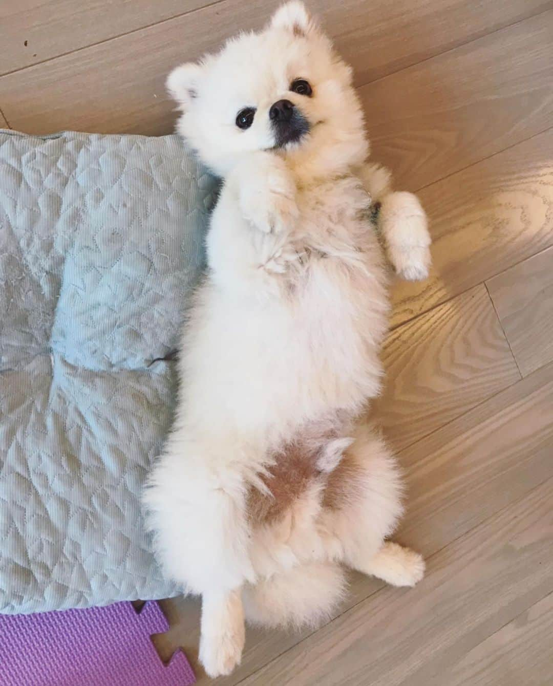 葵ゆりかさんのインスタグラム写真 - (葵ゆりかInstagram)「撫でられ待ち🐶♥️ #おはよ #愛犬 #おもち #pomeranian #ポメ #ポメラニアン #撫でて #白ポメ #instagood #instadog #dogstagram #inustagram #dog #わんこ #犬バカ部 #いぬのきもち #犬 #いぬのいる生活 #cute #lovely #family」8月14日 10時32分 - yuriyuricchi