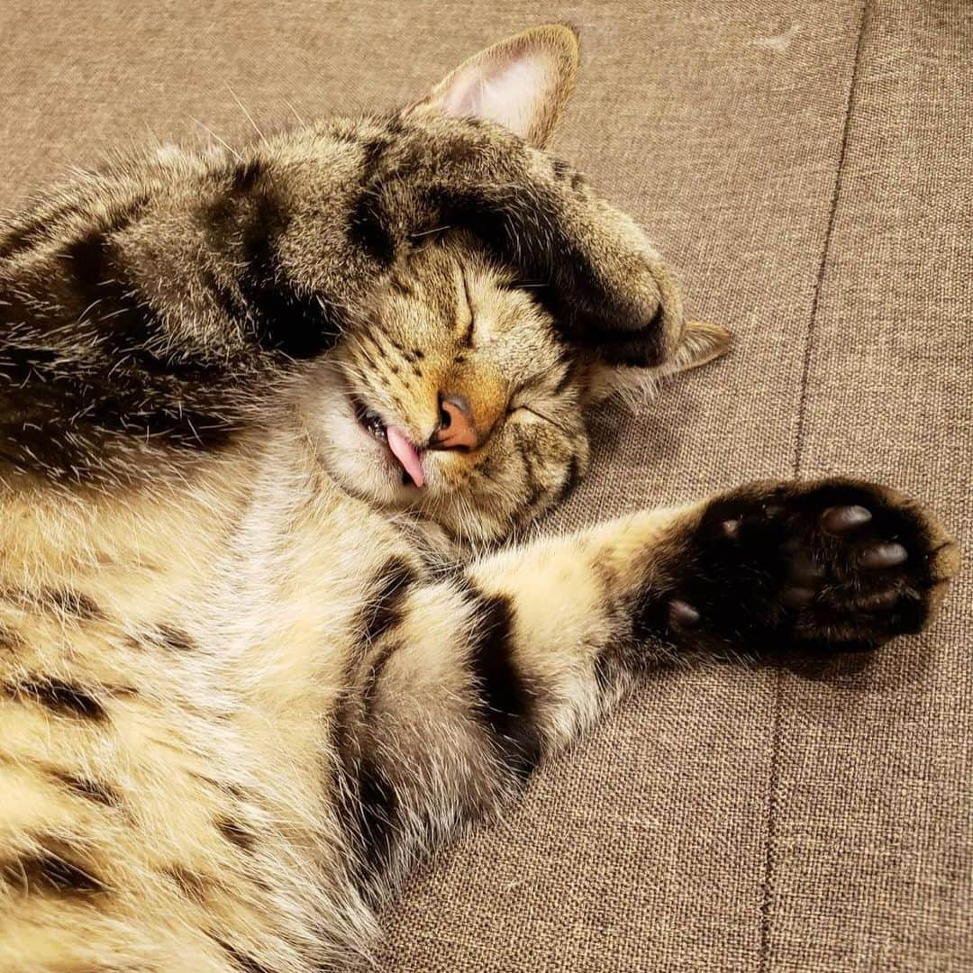 keigoさんのインスタグラム写真 - (keigoInstagram)「🐈 #猫」8月14日 10時42分 - k5fuwa