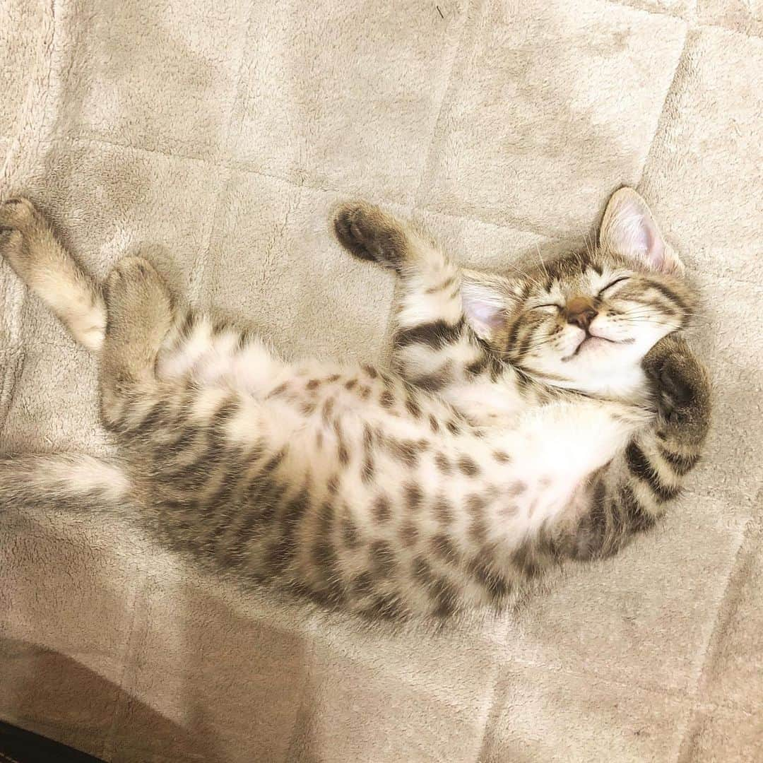 keigoさんのインスタグラム写真 - (keigoInstagram)「🐈 #猫」8月14日 10時42分 - k5fuwa