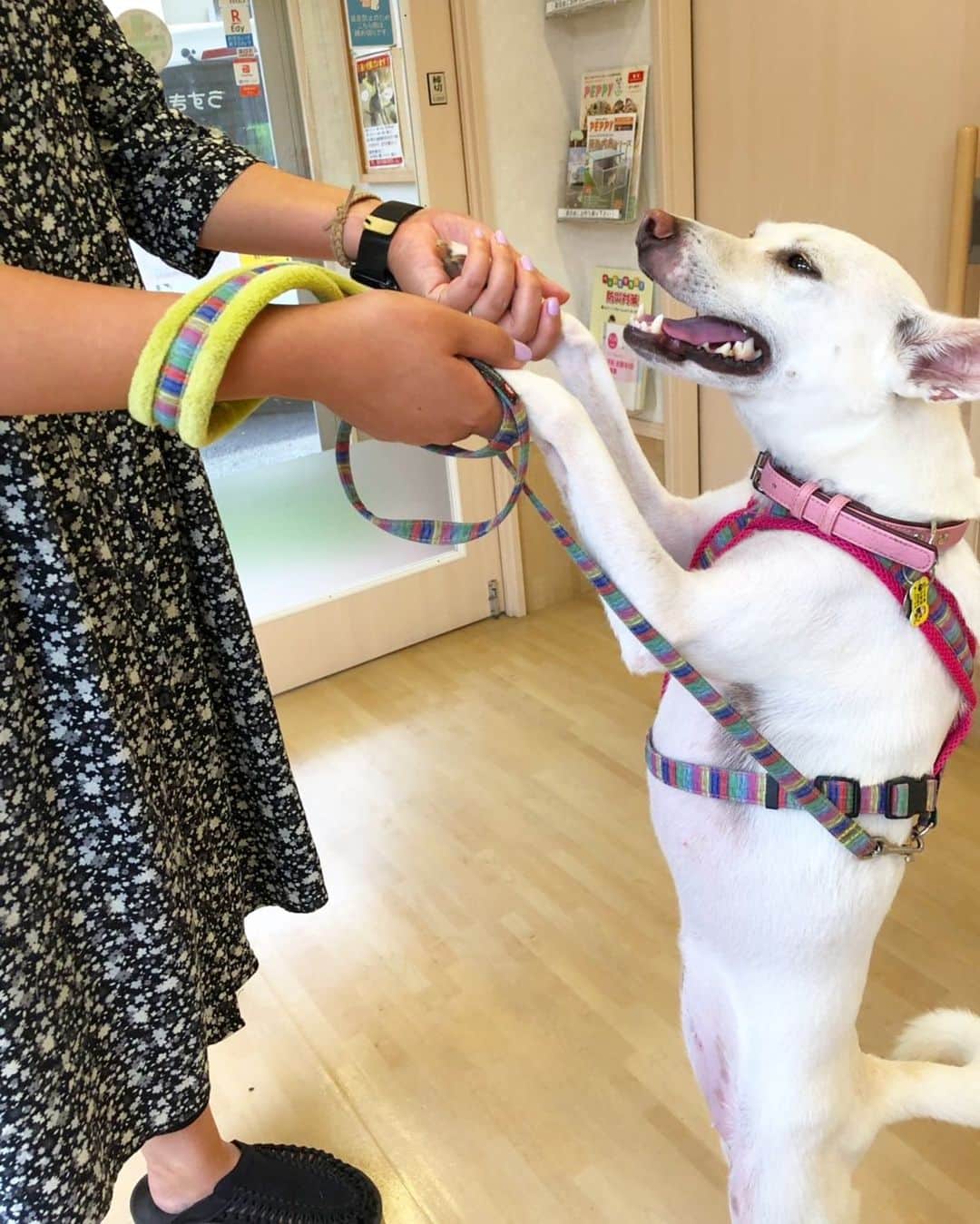 柴犬ハル&保護犬すずのインスタグラム