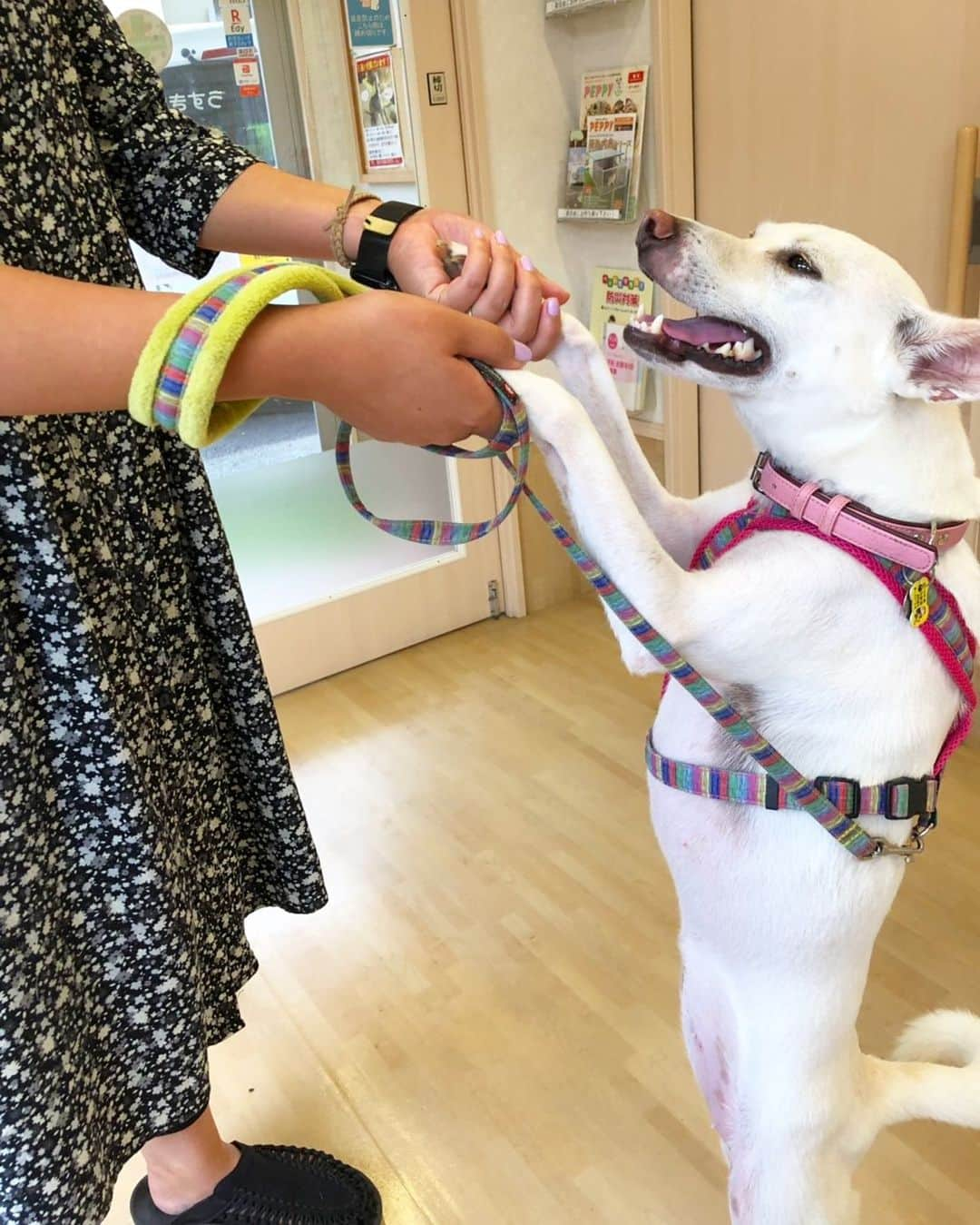 柴犬ハル&保護犬すずさんのインスタグラム写真 - (柴犬ハル&保護犬すずInstagram)「🐐🏥 . 「おかーしゃーん。。。 とうとうすずの番になりました。 診察室に入ってくるね。 すずの身に何かあった時は、 おねーちゃーんのこと宜しくね。 お金に困ったらソファに隠してる芋を 担保に入れて良いよ。」 . #ただの虫刺され #塗り薬もらって帰宅 #すず体重12キロオーバー #せっせっせーのよいよいよい . #柴犬#柴#kagoshima#dog#puppy#shibainu#shibastagram#いぬバカ部#family#鹿児島#赤柴#雑種#天文館#日本犬#保護犬を家族に#保護犬#元保護犬#動物病院」8月14日 10時51分 - haruharu040777