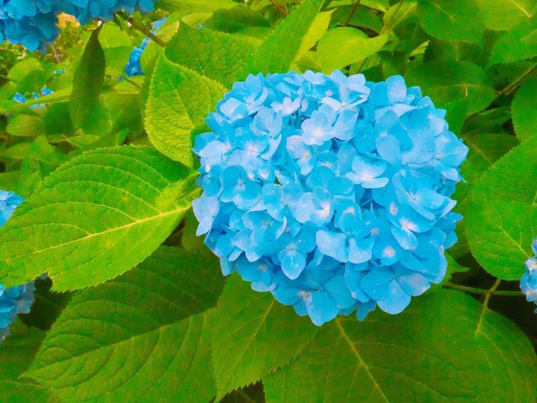 肥田佳菜子のインスタグラム：「としまえんのあじさい祭りへ💐 #あじさい #紫陽花 #あじさい祭り #flower #としまえん #一眼 #一眼レフ #canon」