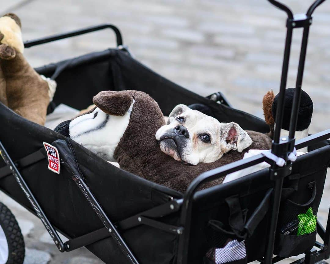 The Dogistさんのインスタグラム写真 - (The DogistInstagram)「Emy, Boxer (13 y/o), South Street Seaport, New York, NY • “She lives at a center with 21 rescue dogs in Athens, Georgia. She can’t use her back legs but she has a wheelchair and does a mile walk in the morning. She’s chipper when she’s not sleepy.”」8月14日 11時25分 - thedogist