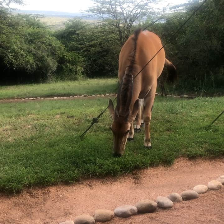 ケリスのインスタグラム：「Thinking about our fantastic safari trip , this guy walked right up to our tent like "why are we whispering, what are we looking at" lol you my friend ! We saw this beautiful eland so we were watching very quietly and then it was right in my face . So peaceful, but let's be real I've seen all the crazy deers goin all "deer" on folks . My sisters like don't move . LOL hell nah I'm movin lol too funny . This trip has so many spectacular moments.」