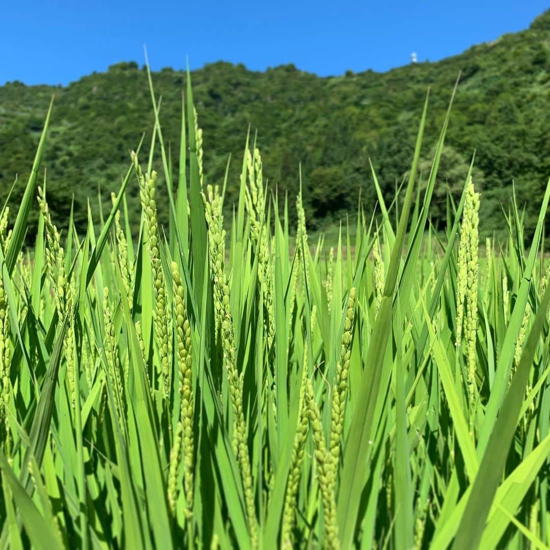 ＪＡ北魚沼（北魚沼農業協同組合）のインスタグラム