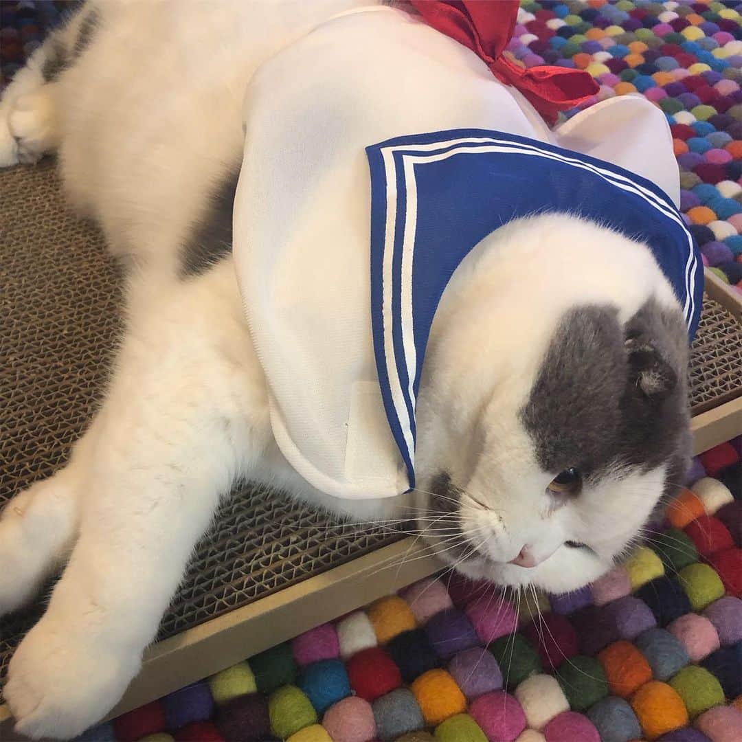 サイモンとマルティナのインスタグラム：「“In the name of the Moon, I will punish youuuu!”🌙 For real mom, I am so cheesed off right now. I know where you sleep, so just keep that in mind tonight. - Dr. Meemersworth aka Sailor Meems =^ㅅ^= #scottishfold」