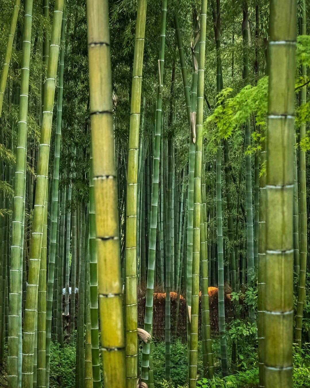 National Geographic Travelさんのインスタグラム写真 - (National Geographic TravelInstagram)「Photo by @michaelclarkphoto | The iconic Arashiyama Bamboo Forest in Kyoto, Japan as seen from outside the normal path. #kyoto #japan #arashiyama #bambooforest」8月14日 13時06分 - natgeotravel
