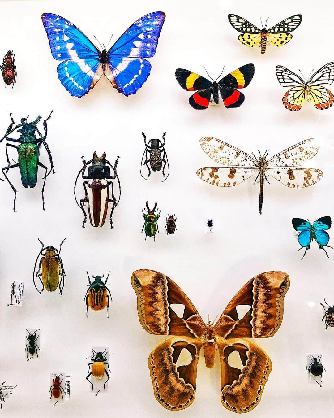 シャウラさんのインスタグラム写真 - (シャウラInstagram)「なんか。。むしむしするね。😂😂 私のジョーク何点？ 21_21 での虫展最高。 Insect puns really bug me, but the Insect exhibition at 21_21 is amazing.  #dadjoke #ダジャレ #虫 #bug」8月14日 13時14分 - shaula_vogue