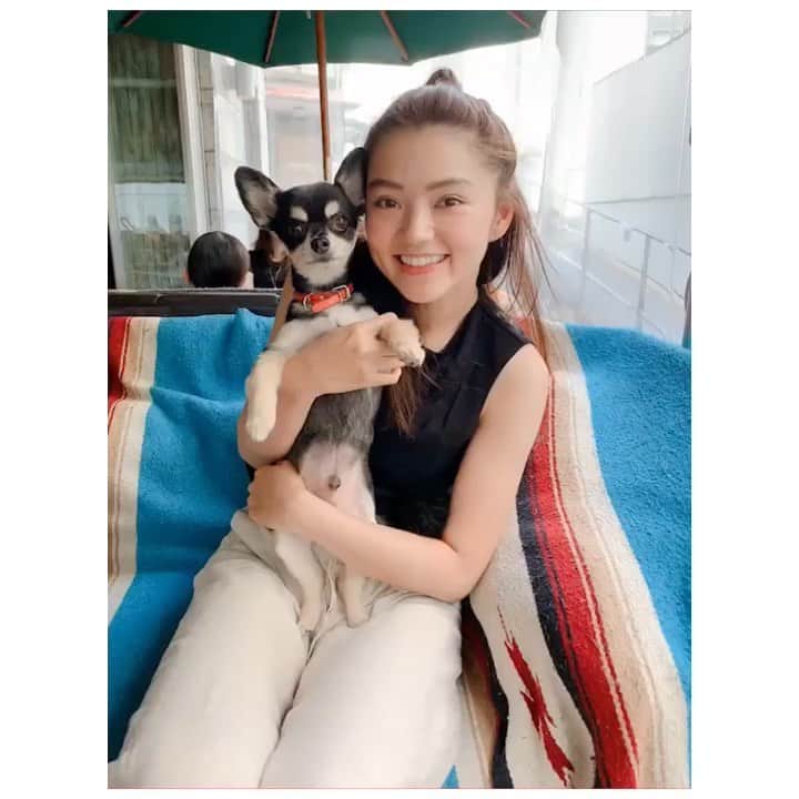 高原愛のインスタグラム：「可愛いタオタオ 🐕 @micahirose  耳がピーンってなってて可愛かった〜😍ミカちゃんありがとう〜🥰❤️ #タオ丸#いぬのいる暮らし#いぬのきもち#チワワ#癒し#出逢いに感謝#❤️」