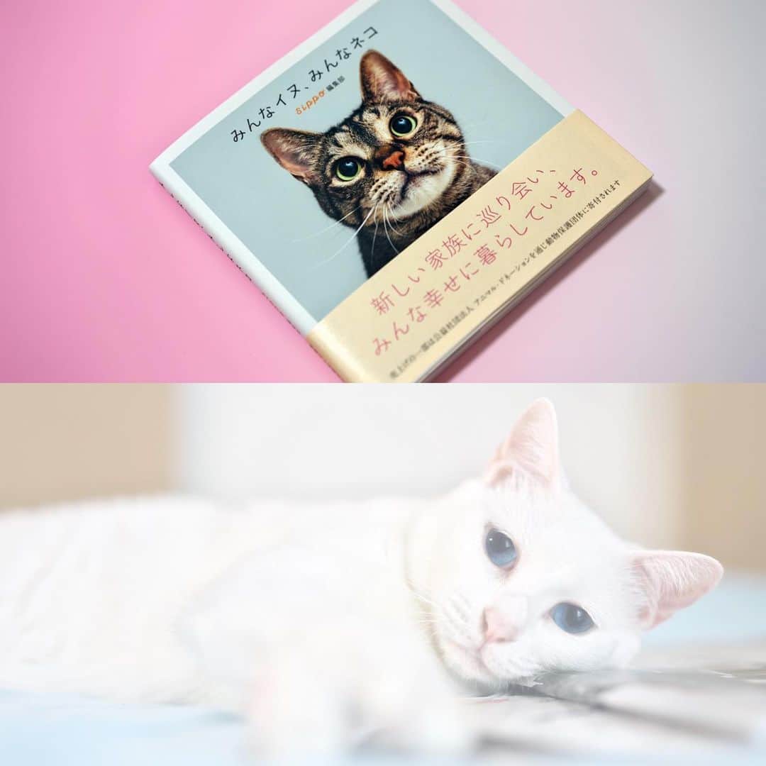 プンクマさんのインスタグラム写真 - (プンクマInstagram)「明日15日から、新宿京王百貨店で「みんなイヌ、みんなネコ」写真展が始まるよ。保護猫100匹の写真展で、出展している子たちを載せた写真集も発売になりました。ウチの青彩も13ページに登場します。^_^ お盆休みにイヌ、ネコで癒されに出掛けてみませんか。 #sippo写真展 #イヌ #ネコ #青彩 #ブルーアイズ #blueeyes」8月14日 13時23分 - pnkm913