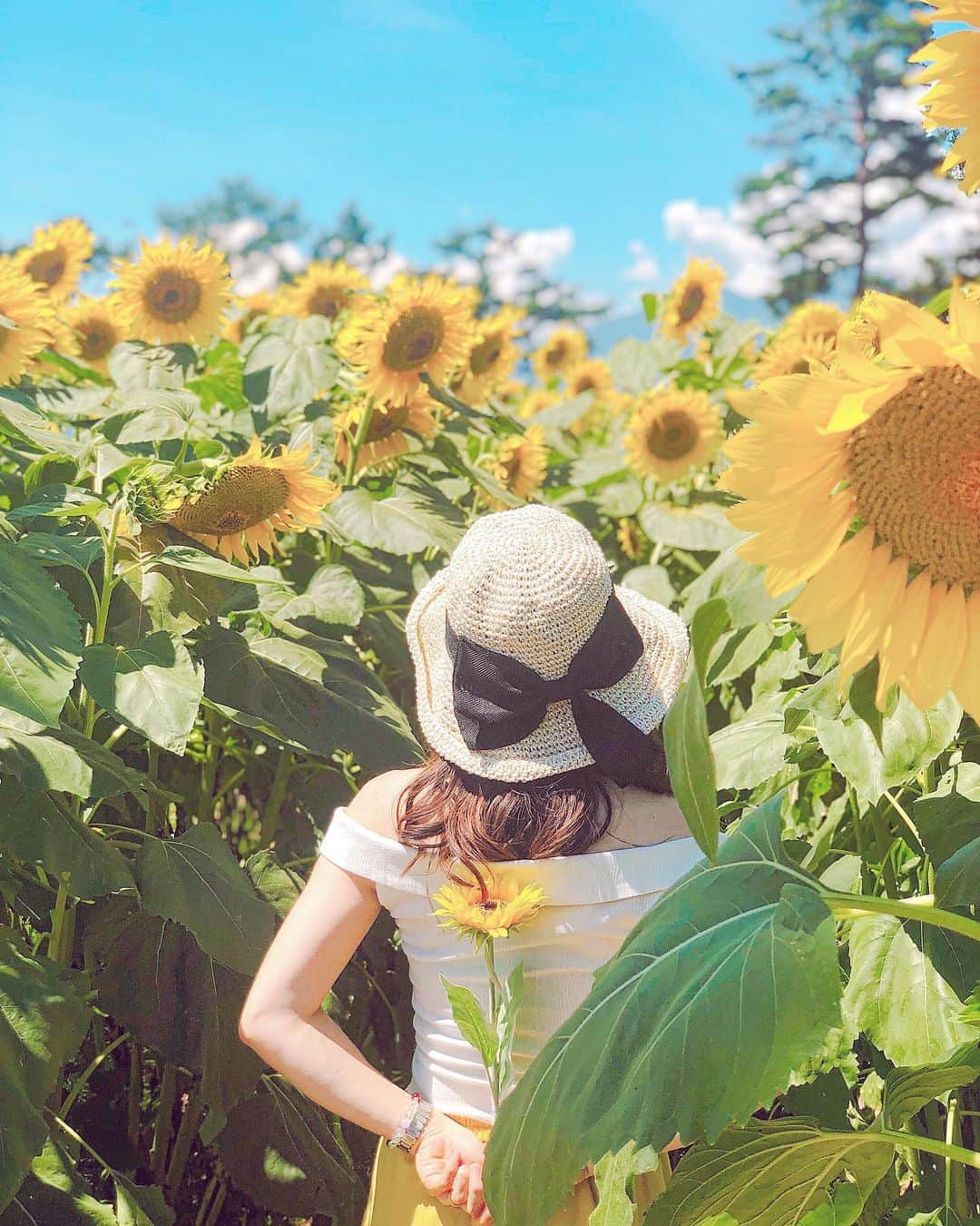 のインスタグラム：「#お盆休み いかがお過ごしでしょうか？﻿ ﻿ お花が好きで﻿ お花に囲まれて暮らしたいタイプの私です。﻿ ﻿ 8月産まれの私は﻿ 向日葵もやっぱり好きです🌻✨﻿ ﻿ 向日葵畑に連れて行ってもらいました😊🚖﻿ ﻿ ﻿ 太陽に向かって笑顔を咲かせる向日葵🌻﻿ 沢山の人に笑顔の花が届きますように🎁✨﻿ ﻿ #明野ひまわり畑 #サンフラワーフェス  #明野サンフラワーフェス #向日葵畑」