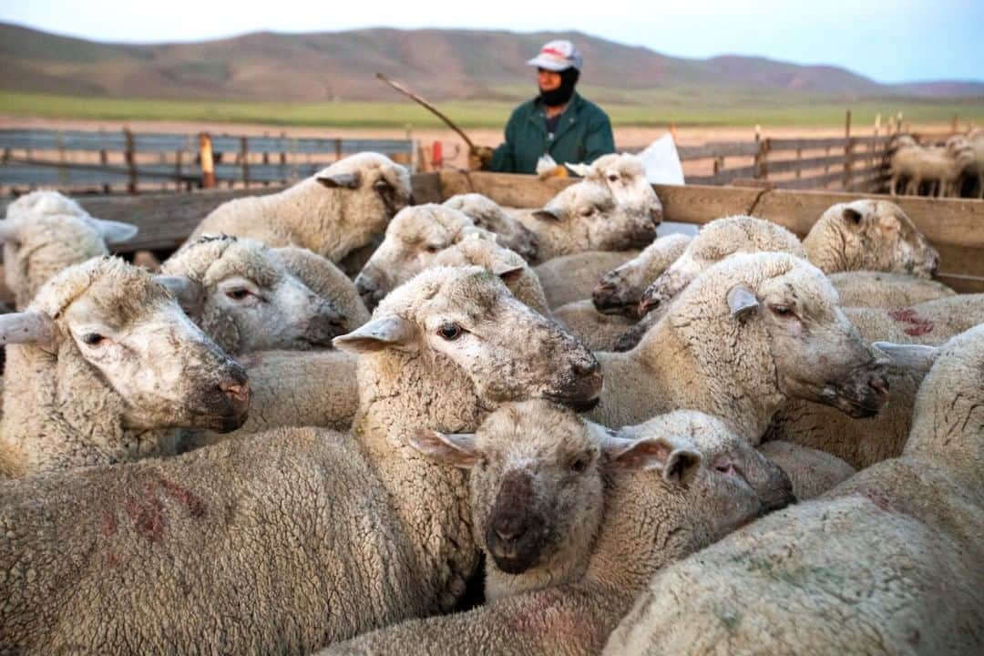 National Geographic Travelさんのインスタグラム写真 - (National Geographic TravelInstagram)「Photo by @Sofia_Jaramillo5 | Sheep huddle together before being loaded onto a truck near Moxee, Washington. Each year, this sheepherding operation follows a seasonal grazing schedule on public and private land allotments. Sheep are set out to graze from early spring to the end of December. Sheep graze in areas all over eastern Washington. I spent over two years working on this part of the project and following sheepherders throughout the farmlands and high mountains of eastern Washington. For more photos from this series me @sofia_jaramillo5. #sheep #wool #pnwsheepherders #ranching」8月14日 19時09分 - natgeotravel
