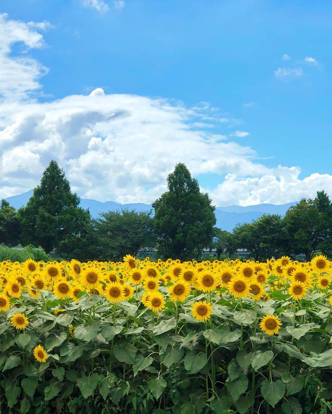 l.lily1013さんのインスタグラム写真 - (l.lily1013Instagram)「・ 昨日のひまわり畑🌻🌻 座間のひまわり祭りに行ってきたよー！！ 去年のリベンジ果たせました😊 ・ 親子でベージュとホワイトでリンクコーデ😊 ・ onepiece @stylebar.jp  bag @amber___jp ・ ・ 息子 tops @globalwork_official  bootoms @zara  cap&shose @thenorthface ・ #タビジョ#カベジョ #ひまわり畑 #夏旅 #夏旅行#夏コーデ#ひまわり#genic_mag #genic_japan #カジュアルコーデ#シミラールック#リンクコーデ#お揃いコーデ #親子コーデ#夏休み#シンプルコーデ#プチプラコーデ #きれいめカジュアル#大人カジュアル #大人カジュアルコーデ#ママコーデ#ママファッション #おやこーで#男の子ママ#30代コーデ#ノースフェイス #zarakids #ひまわりイエロー#locari#mineby3mootd」8月14日 19時09分 - l.lily1013