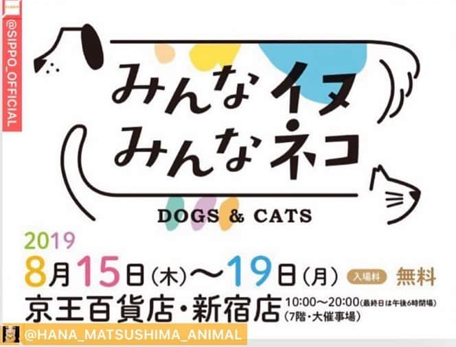 松島花さんのインスタグラム写真 - (松島花Instagram)「: 私が毎月、執筆させて頂いています… 〝sippo〟の毎年恒例の大人気イベント 「みんなイヌ、みんなネコ」が🐾 明日15日〜19日まで京王百貨店・新宿店で 開催されます🐈❤️🐕 . 保護犬保護猫を普通の選択肢に」が コンセプトのこのイベントでは、 保護犬保護猫譲渡会も開催されます🐾 国内最大級300匹以上！猫中心ですが、 今回からワンちゃんも紹介されます❣️ . 私の愛猫❤️ごろりん、ゴメズ&フェスターの写真や この活動を通してお友達になった 大日方久美子さん @kumi511976 の 愛犬たちの写真始展示もされています❣️ . 浅田美代子さん @miyoko_asada さんの トークショーもあります❣️ . お時間のある方🤗 保護犬、保護猫、動物愛護に興味、 関心のある方、これから自分でも何か始めたい‼︎ 始めよう‼︎とお考えの方‼︎ 明日からの「みんなイヌ、みんなネコ」に 是非遊びに来てください🐾🐾🐾 : #花アニマル #命の期限 #指1本でできるボランティア #命をつないでください #殺処分が無くなる世の中になりますように #殺処分ゼロへとムーブメントを起こしましょう #ペットショップへ行く前に里親になる選択を #朝日デジタル #sippo #みんなイヌみんなネコ #京王百貨店 #新宿 #譲渡会」8月14日 14時16分 - hana_matsushima_official