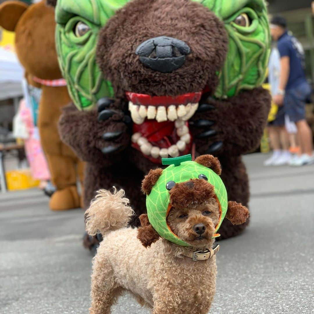 メロン熊【公式】さんのインスタグラム写真 - (メロン熊【公式】Instagram)「メロン熊犬特集 #メロン熊#犬 #といぷーどる #いぬすたぐらむ #toypoodle #トイプー#犬好きな人と繋がりたい #dog #poodle #熊#かわいい #癒し#ペット #pet #いぬすたぐらむ #いぬのきもち #いぬ#ふわもこ部 #いぬばか部 #いぬらぶ」8月14日 14時49分 - yubarimelonkuma