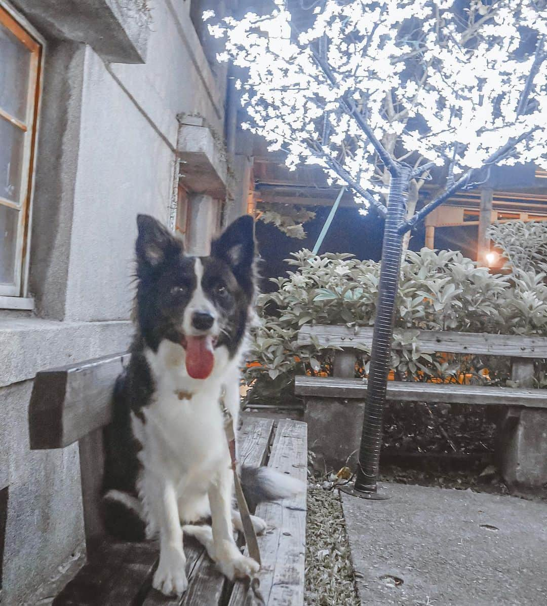 夏晴さんのインスタグラム写真 - (夏晴Instagram)「_ #bordercollie #bordercolliegram  #bordercolliesofinstagram  #border_fame #bordercolliesofinsta」8月14日 14時46分 - qing_413