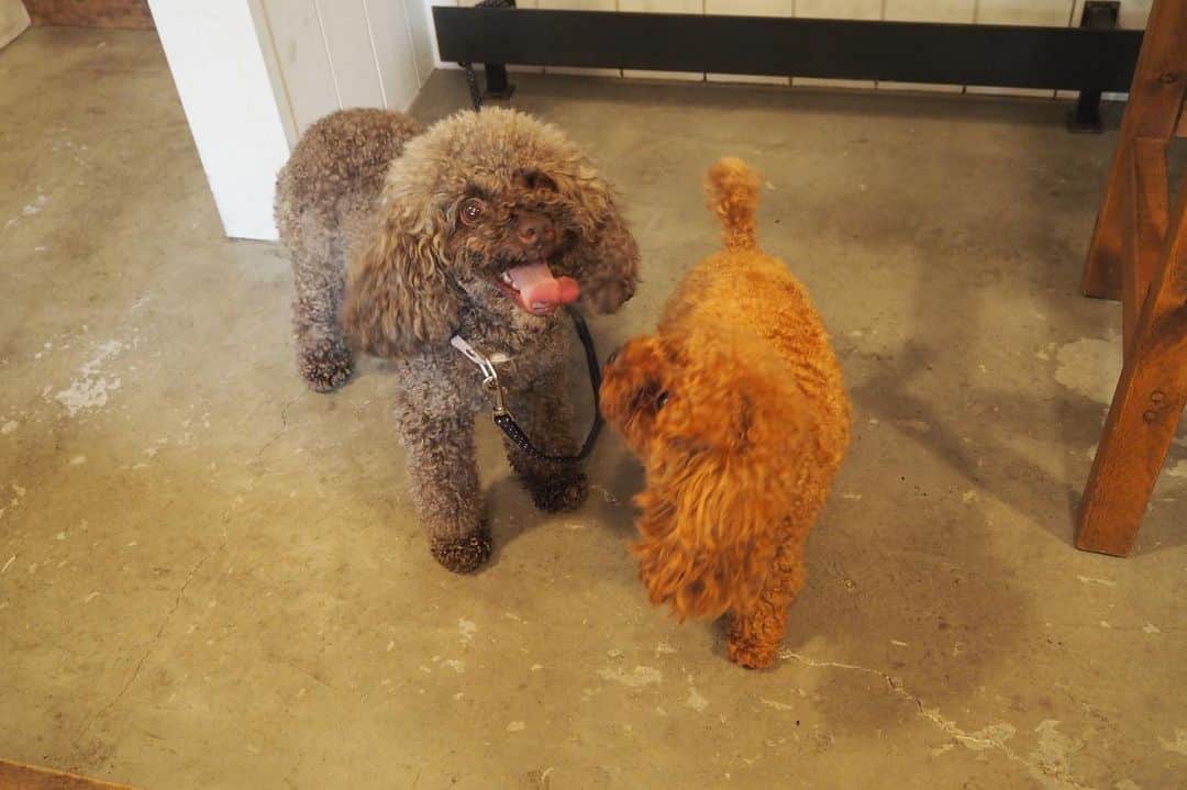 maruku. café のグルメインスタ