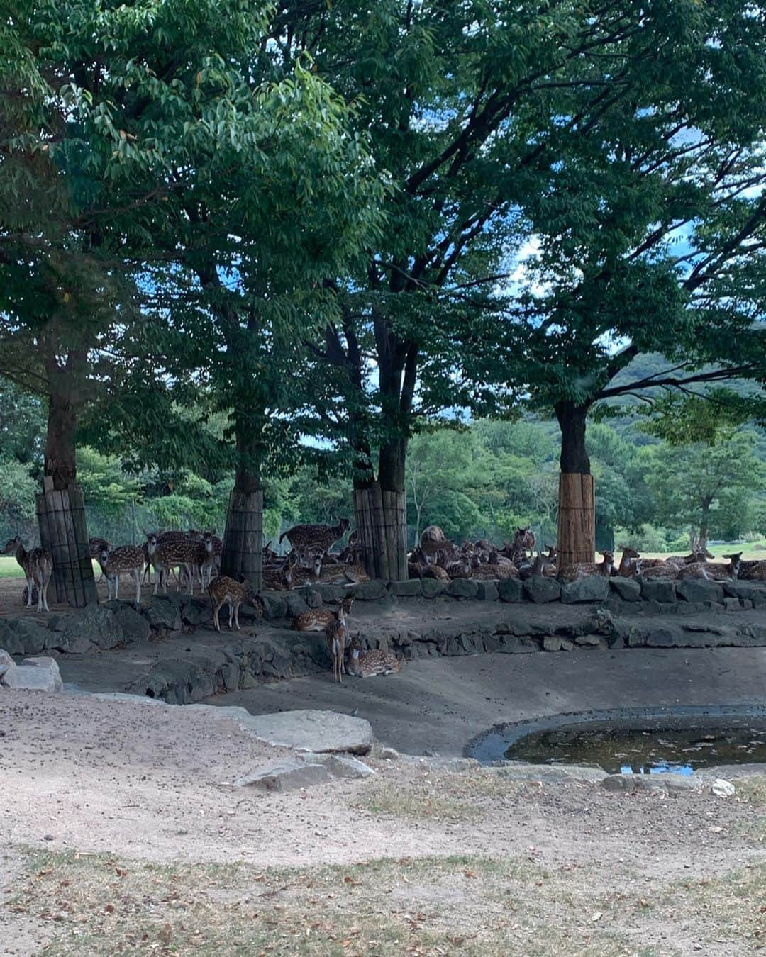 春名亜美さんのインスタグラム写真 - (春名亜美Instagram)「今年も姫路セントラルパークのサファリへ🐆🦓🦒🐘 去年はお留守番してた次男も今年は参加👶🏻 今一番、動物や海の生き物や乗り物が好きなお年頃。 目の前の動物に目をまん丸にして喜んでました❤️ そんな楽しそうな息子達とは対照的に、37度の暑さに耐える動物達はALLグッタリ。 ・ ・ ・ #姫路セントラルパーク #姫路セントラルパークサファリ #サファリパーク #safari #ライオン  #ひめせん #himejicentralpark #姫セン #男の子ママ #son #5歳3ヶ月 #5yearsold #2歳1ヶ月 #夏休み#猛暑 #夏の思い出」8月14日 15時20分 - amiharunaami