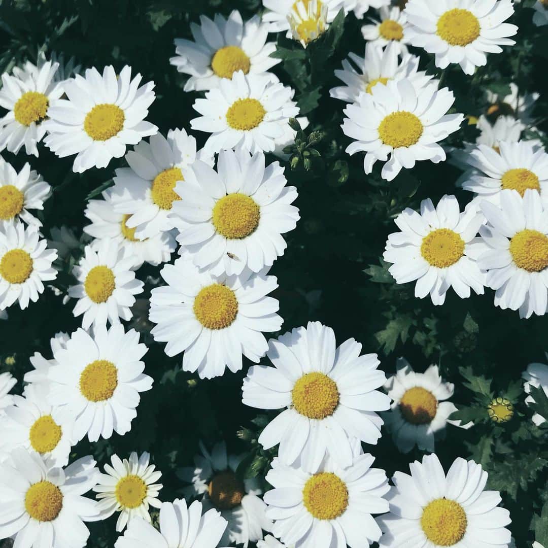 クレヨンだいちゃんのインスタグラム：「❁✿❁✿ ㅤㅤㅤㅤㅤㅤㅤㅤㅤㅤㅤㅤㅤ ㅤㅤㅤㅤㅤㅤㅤㅤㅤㅤㅤㅤㅤ #なんとなく花可愛かったらあげとく ㅤㅤㅤㅤㅤㅤㅤㅤㅤㅤㅤㅤㅤ」