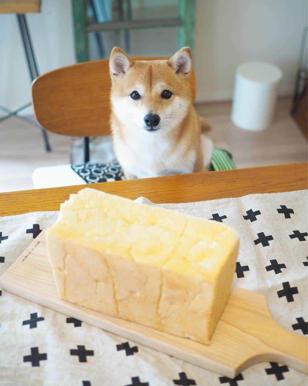 豆柴にこちゃんさんのインスタグラム写真 - (豆柴にこちゃんInstagram)「🐶🍞 昨日友達にもらった、 水にこだわる #銀座に志かわ の高級食パン。 . もー、ふーわっふーわっ！ 驚くほどふんわりでおいしー✨ . 生で何もつけずに食べるもよし、 ワインとチーズに合わせるもよし、 和惣菜に合わせるもよし🍷 . おもたせにいいね☺️ . 写真撮る前にふた切れ食べちゃった . #柴犬#豆柴#pecoいぬ部#犬#わんこ#犬#ここ柴部#shibainu#dog#mameshiba#pecotv#dog#いぬのきもち部#しばいぬ#しばけん#こいぬ#シバイヌ#いぬ#イヌ#赤柴#マメシバ#ペット#日本犬#子犬#puppy#doggo#pet#시바견#강아지#개」8月14日 15時48分 - nikochan.mame48