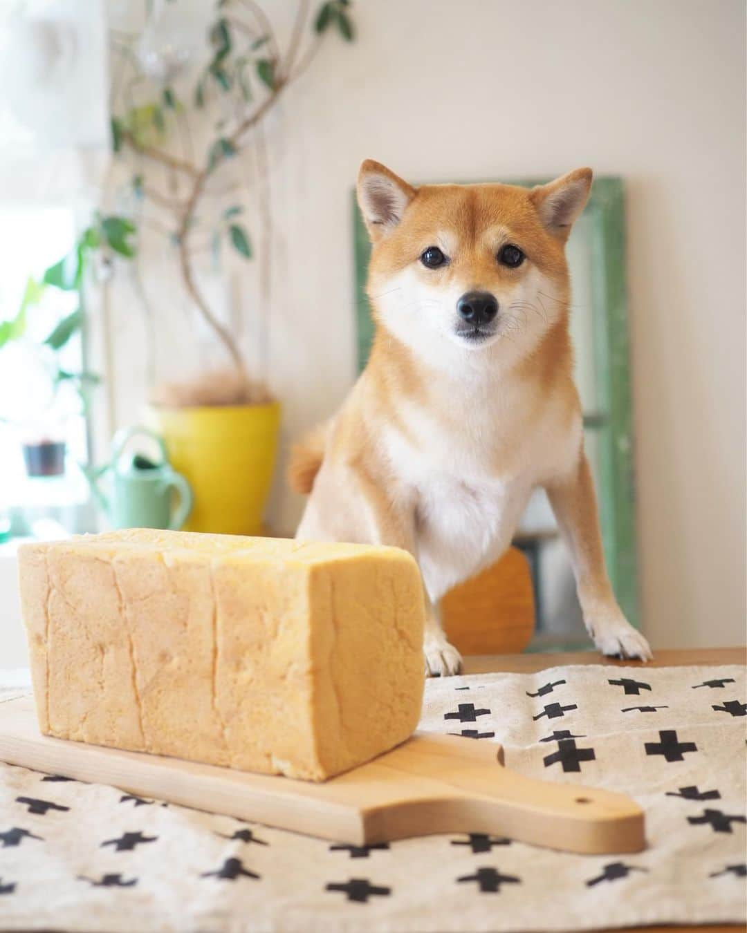 豆柴にこちゃんさんのインスタグラム写真 - (豆柴にこちゃんInstagram)「🐶🍞 昨日友達にもらった、 水にこだわる #銀座に志かわ の高級食パン。 . もー、ふーわっふーわっ！ 驚くほどふんわりでおいしー✨ . 生で何もつけずに食べるもよし、 ワインとチーズに合わせるもよし、 和惣菜に合わせるもよし🍷 . おもたせにいいね☺️ . 写真撮る前にふた切れ食べちゃった . #柴犬#豆柴#pecoいぬ部#犬#わんこ#犬#ここ柴部#shibainu#dog#mameshiba#pecotv#dog#いぬのきもち部#しばいぬ#しばけん#こいぬ#シバイヌ#いぬ#イヌ#赤柴#マメシバ#ペット#日本犬#子犬#puppy#doggo#pet#시바견#강아지#개」8月14日 15時48分 - nikochan.mame48