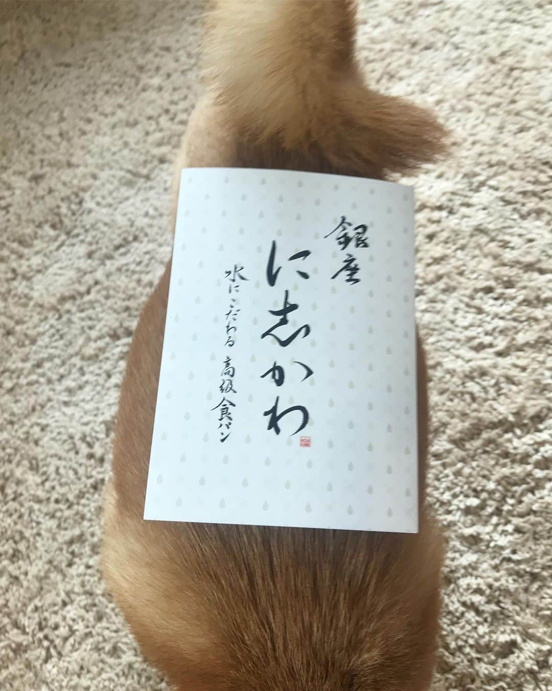 豆柴にこちゃんさんのインスタグラム写真 - (豆柴にこちゃんInstagram)「🐶🍞 昨日友達にもらった、 水にこだわる #銀座に志かわ の高級食パン。 . もー、ふーわっふーわっ！ 驚くほどふんわりでおいしー✨ . 生で何もつけずに食べるもよし、 ワインとチーズに合わせるもよし、 和惣菜に合わせるもよし🍷 . おもたせにいいね☺️ . 写真撮る前にふた切れ食べちゃった . #柴犬#豆柴#pecoいぬ部#犬#わんこ#犬#ここ柴部#shibainu#dog#mameshiba#pecotv#dog#いぬのきもち部#しばいぬ#しばけん#こいぬ#シバイヌ#いぬ#イヌ#赤柴#マメシバ#ペット#日本犬#子犬#puppy#doggo#pet#시바견#강아지#개」8月14日 15時48分 - nikochan.mame48