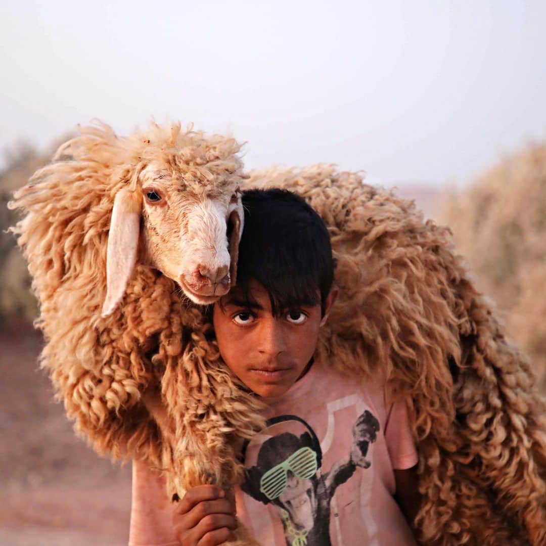 AFP通信さんのインスタグラム写真 - (AFP通信Instagram)「AFP Photo 📷 @aaref_watad - A Syrian child holds a sheep at the Atmah camp in the northwestern Idlib province, in August, 2019.」8月14日 16時20分 - afpphoto