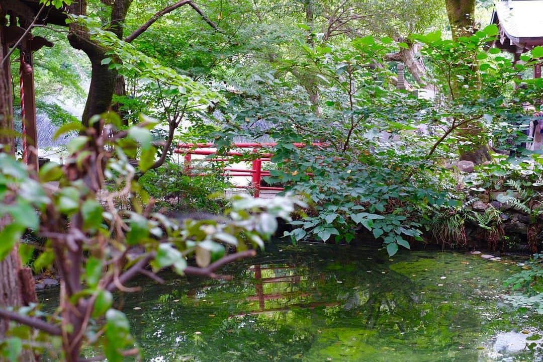 休日課長さんのインスタグラム写真 - (休日課長Instagram)「久々に井の頭公園通り抜けてみた。 精神的な涼を堪能。  #FUJIFILM X-T30で撮影」8月14日 16時20分 - kyujitsu_kacho