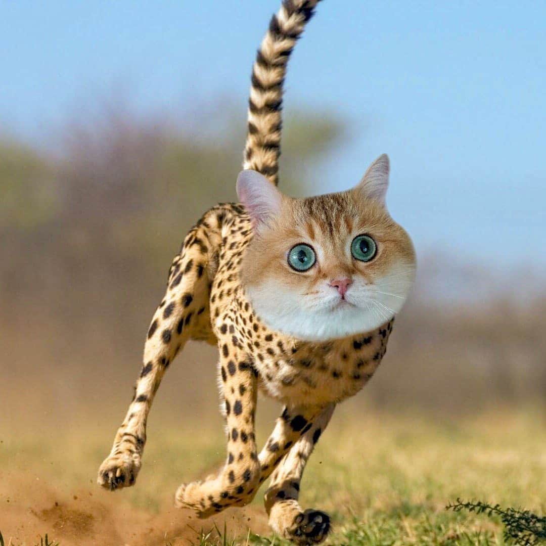 Hosicoさんのインスタグラム写真 - (HosicoInstagram)「I knew it, and the result of the analysis of my DNA 🧬 this was confirmed, the closest to me from wild cats is the cheetah (my speed and jumping ability) and the cougar or mountain lion (my clever cactus climbing). 🐆」8月14日 16時41分 - hosico_cat