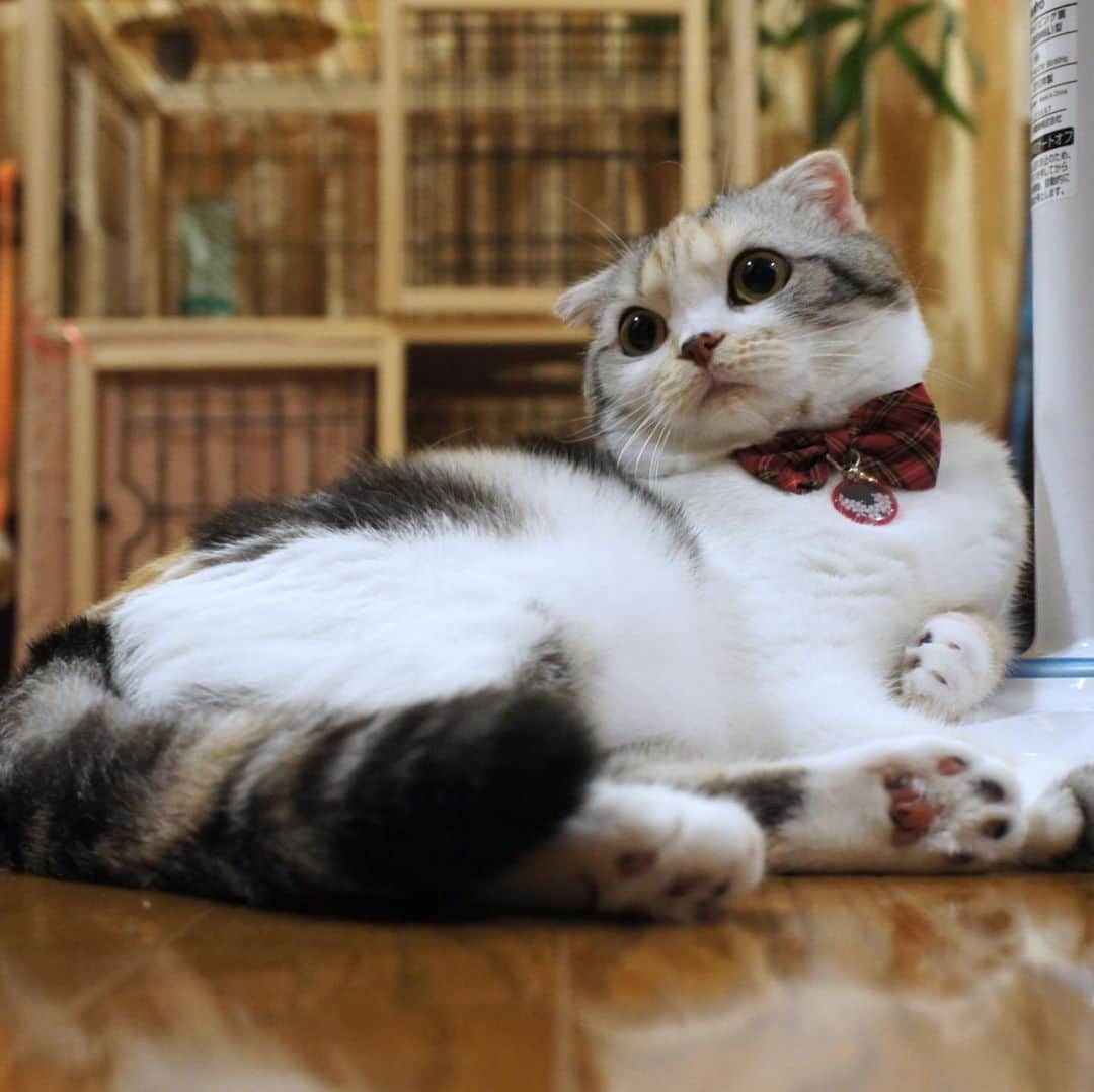 takegaeruさんのインスタグラム写真 - (takegaeruInstagram)「お盆まりん 帰ってきてるかな？ 今年もお気に入りの場所でのんびりしていってね😚  #cat #scottishfold #猫 #スコティッシュフォールド #三毛スコ友の会」8月14日 17時03分 - takegaeru