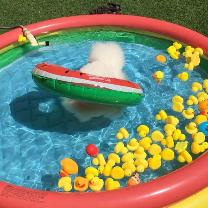 ゆうのインスタグラム：「. . 上手に泳げたじょ🏊‍♀️🐬✨✨✨✨ Ernie is a good swimmer! . . . . #みんなも泳ぐ？ #浮き輪の正しい使い方 #セミの鳴き声がBGM #アゴ乗せ休憩 . . . .」