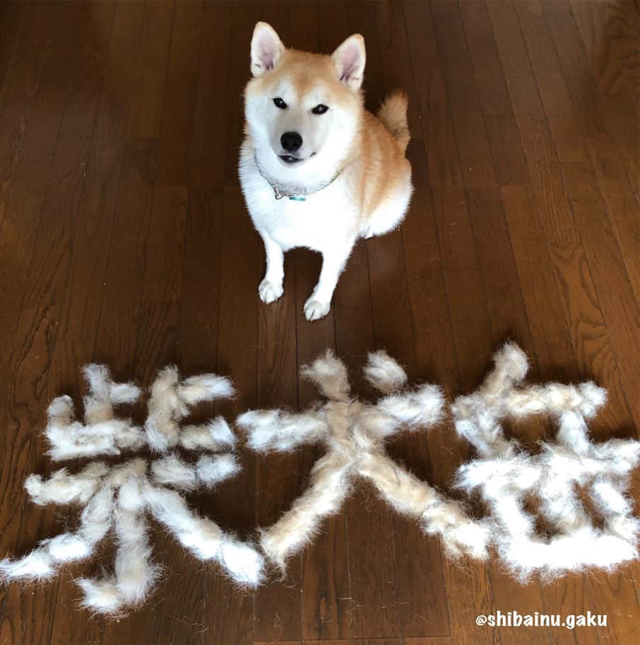のインスタグラム：「この夏、岳の抜け毛で作ったアート作品⁉︎は「柴犬岳」🐕 *  作る前は、超大作を作ろうと張り切ってたけど、暑さのせいで集中出来ず🥵 *  しかし、すごい量➰😱 *  一週間くらい前にアップした時は、まだまだ換毛期が終わらずいつまで続くのか心配でしたが、やっと落ち着いた模様😆 *  岳ちゃん痩せたね〜♡なんて言われて嬉しい母なのでした〰️😆 🐾----*----*----*----🐾 The art work made from the hair loss of pet dog Gaku is "shibainu Gaku"🐕 🐾----*----*----*----🐾 #柴犬 #岳 #柴犬岳 #柴犬ガク#gaku #shibainugaku #shiba #shibainu #shibastagram #いぬすたぐらむ #柴犬あるある #pecoいぬ部  #pecotv  #ワンフルエンサー #ニャンフルエンサー #抜け毛アート #換毛期やっと終了 #sheddingseason  #20190814」