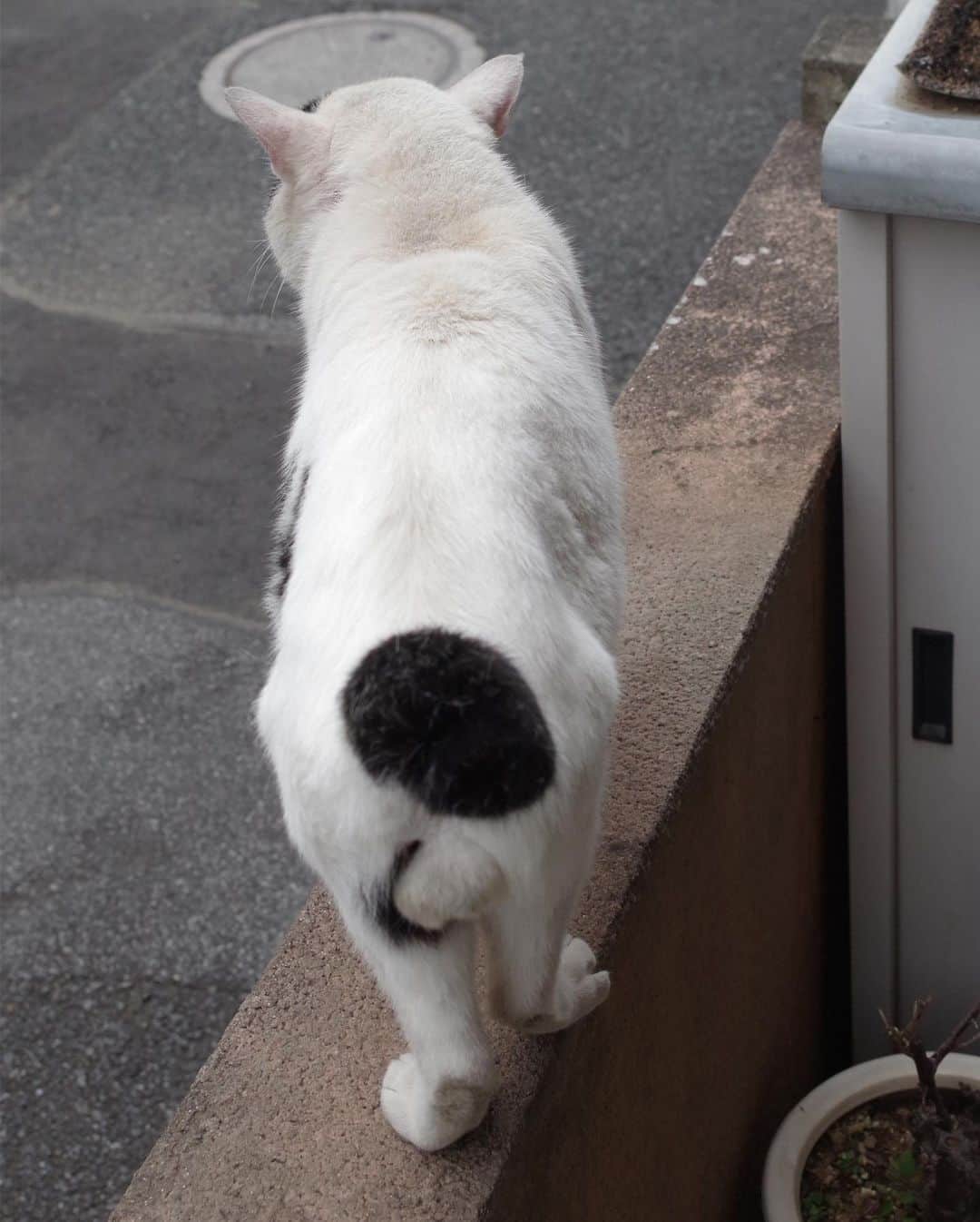 Kachimo Yoshimatsuさんのインスタグラム写真 - (Kachimo YoshimatsuInstagram)「さあ、ちゅーるも食ったし、 帰るぞオヤジ！ ごっつぁん！ #uchinonekora #nanakuro #neko #cat #catstagram #kachimo #猫 #ねこ #うちの猫ら http://kachimo.exblog.jp」8月14日 17時19分 - kachimo