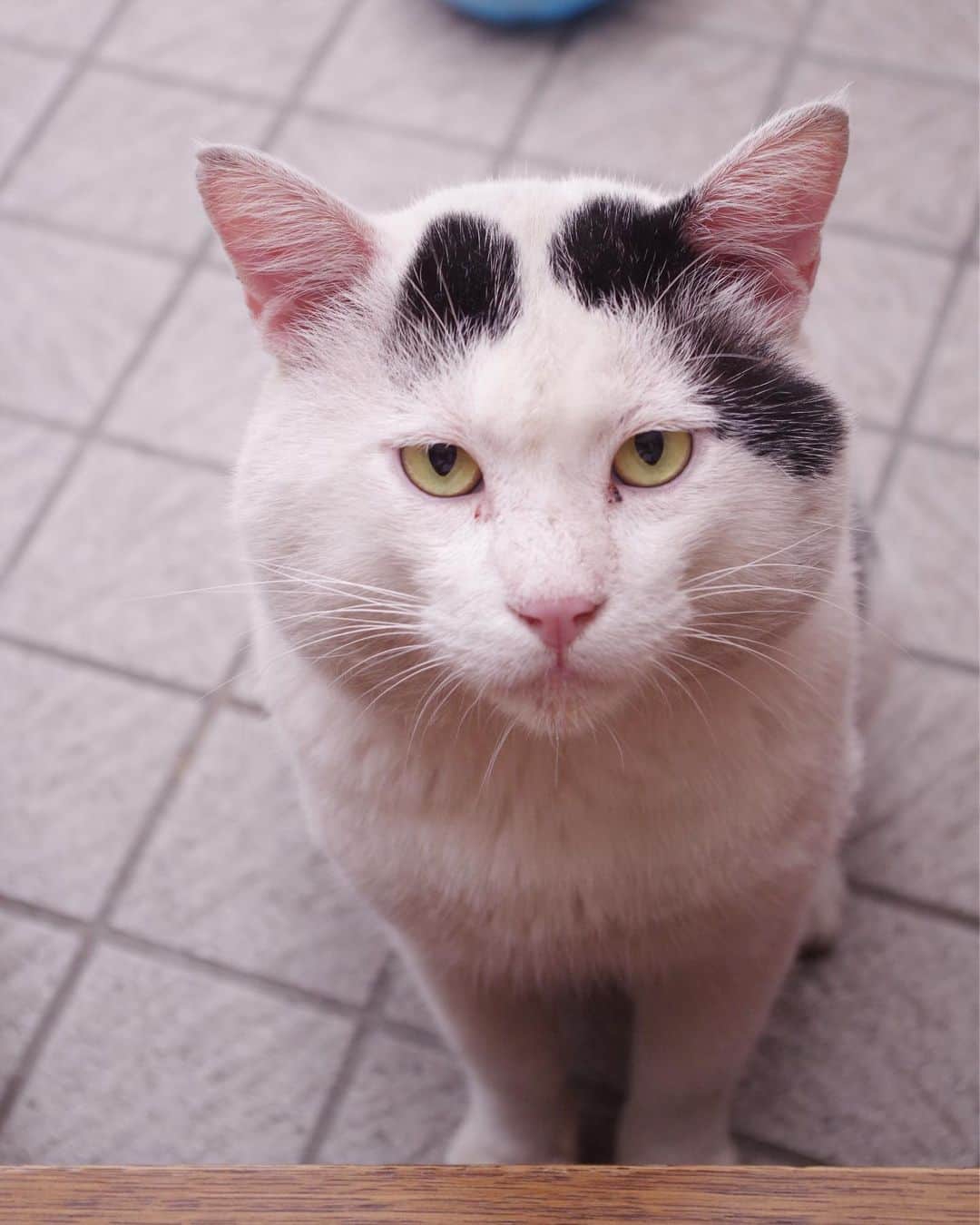 Kachimo Yoshimatsuさんのインスタグラム写真 - (Kachimo YoshimatsuInstagram)「さあ、ちゅーるも食ったし、 帰るぞオヤジ！ ごっつぁん！ #uchinonekora #nanakuro #neko #cat #catstagram #kachimo #猫 #ねこ #うちの猫ら http://kachimo.exblog.jp」8月14日 17時19分 - kachimo