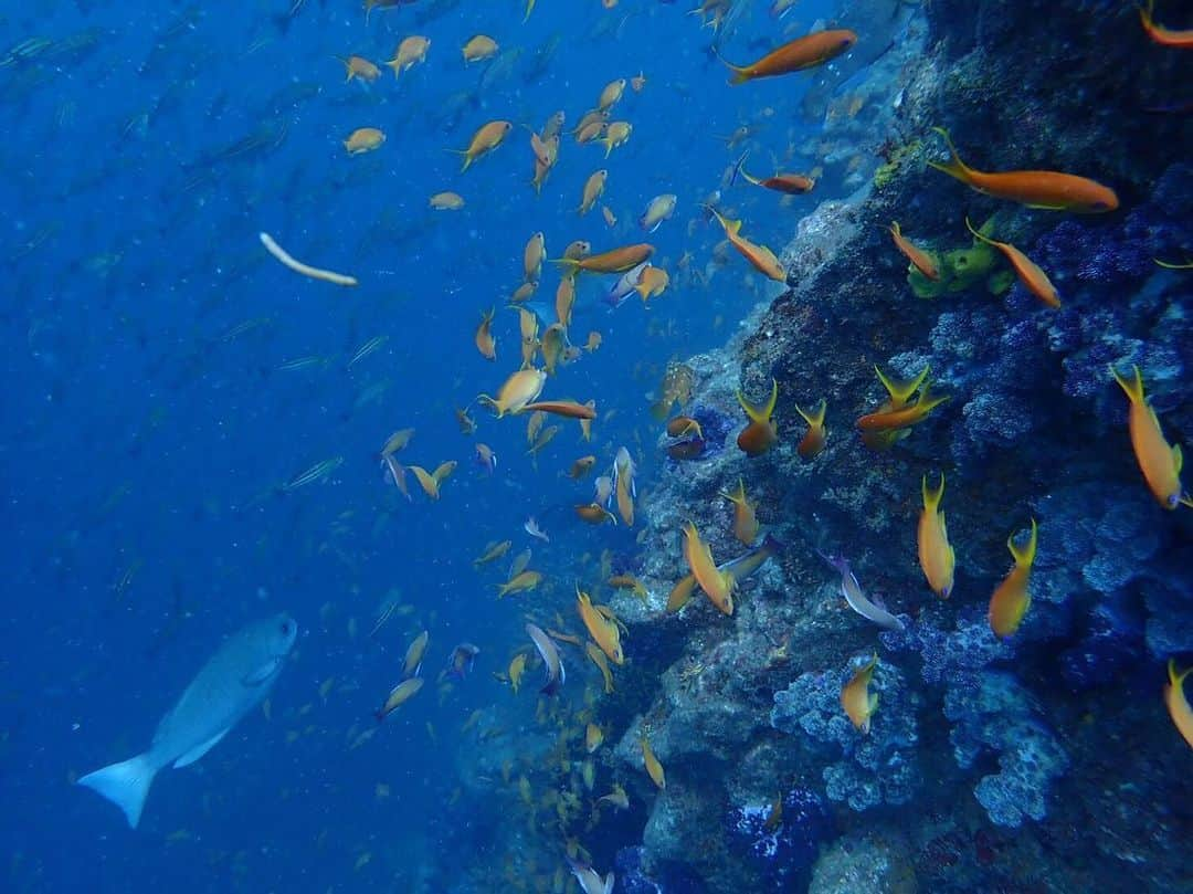 澤井玲未さんのインスタグラム写真 - (澤井玲未Instagram)「田子📍フトネ 🐠だらけでテンション上がった😍💙✨ 写真はツアーに参加した方の📸 . #mic21 #scubadiving#diving#japan#diver#scubadivinggirls#ダイビング#スキューバダイビング#ダイバー女子#ダイビング女子#女性ダイバー#ダイビングツアー#田子#フトネ」8月14日 17時19分 - lemi_cruva