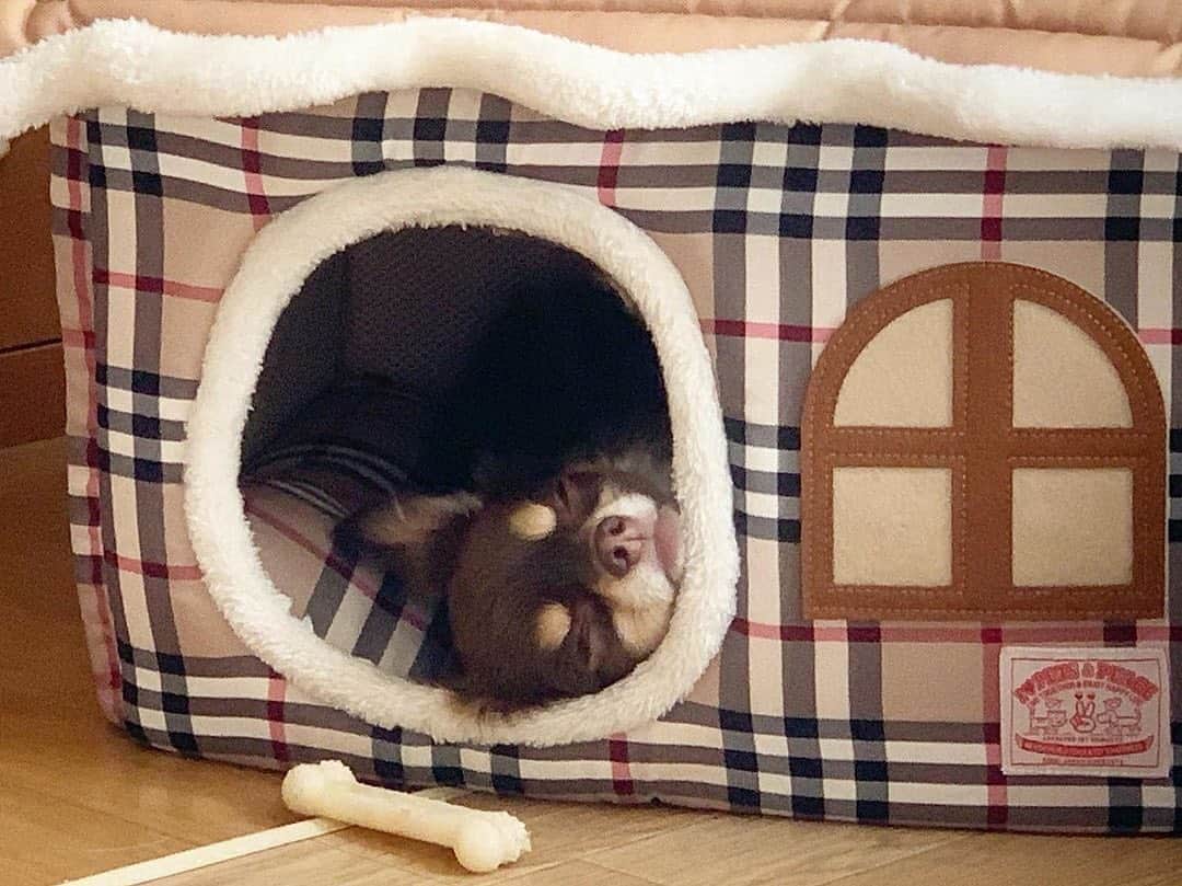 PECO いぬ部のインスタグラム