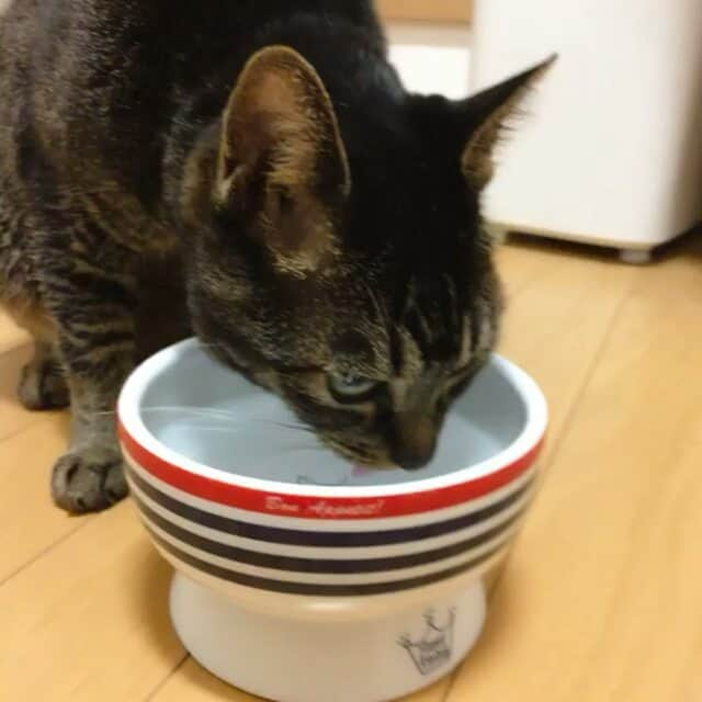 猫壱（ねこいち•ネコイチ）のインスタグラム