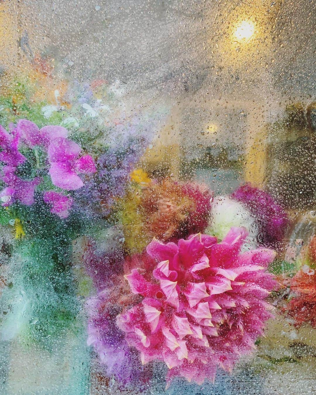 Tea and sittingさんのインスタグラム写真 - (Tea and sittingInstagram)「...dahlias through the wet kitchen window 💗🌿💦」8月15日 2時48分 - 5ftinf