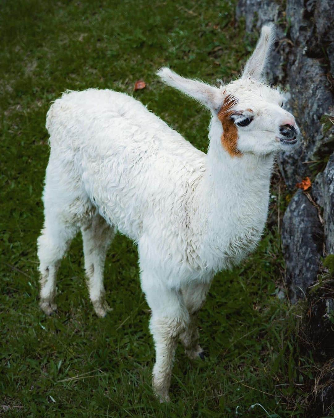 Discoveryさんのインスタグラム写真 - (DiscoveryInstagram)「“I spotted this baby llama across the way, and went on a quest to find her. She seemed happy to see me!” 📸 + caption by Quin Schrock (@everchanginghorizon) . . . . #photography #photooftheday #explore #naturephotography #nature #potd #travelIG #wow #natureIG #explore #travelgram #llama #machupicchu #baby #cute」8月15日 2時49分 - discovery