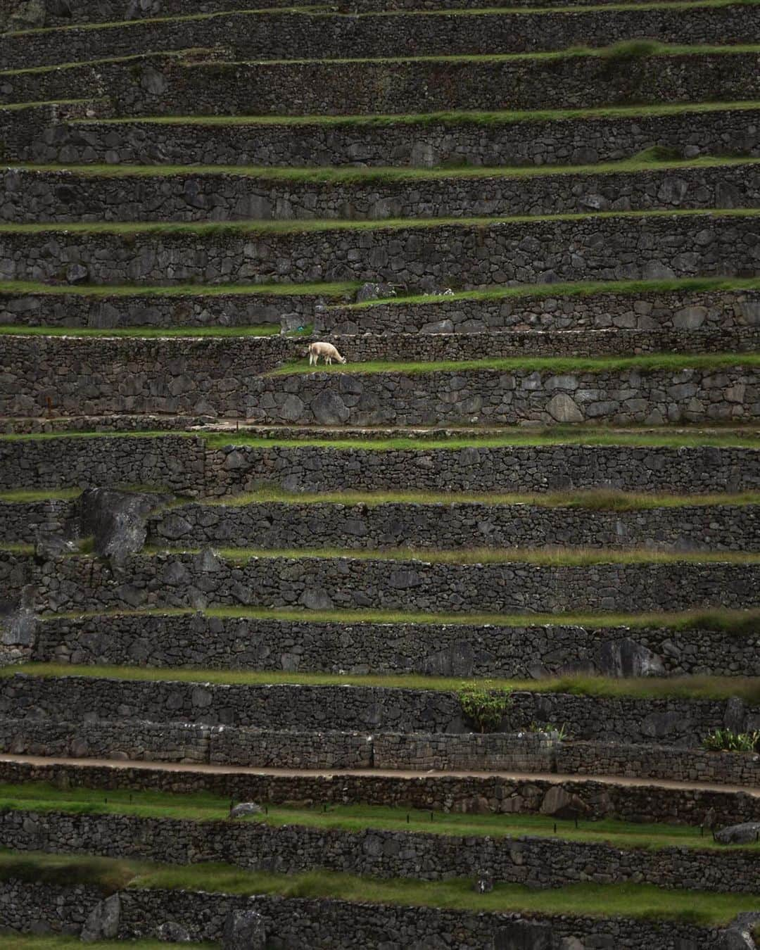 Discoveryさんのインスタグラム写真 - (DiscoveryInstagram)「“I spotted this baby llama across the way, and went on a quest to find her. She seemed happy to see me!” 📸 + caption by Quin Schrock (@everchanginghorizon) . . . . #photography #photooftheday #explore #naturephotography #nature #potd #travelIG #wow #natureIG #explore #travelgram #llama #machupicchu #baby #cute」8月15日 2時49分 - discovery